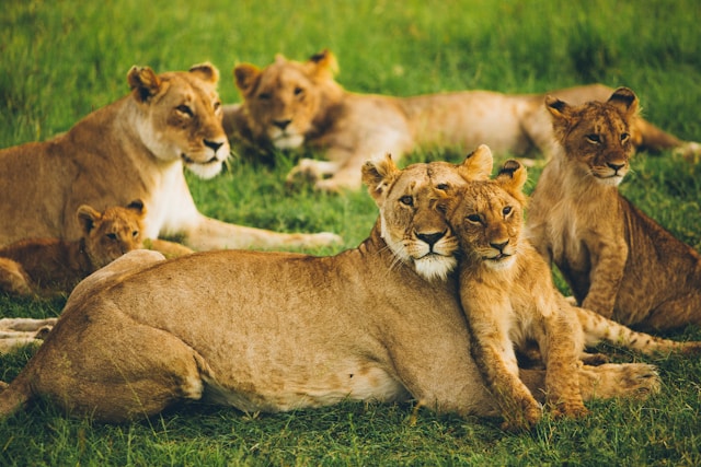 Lions